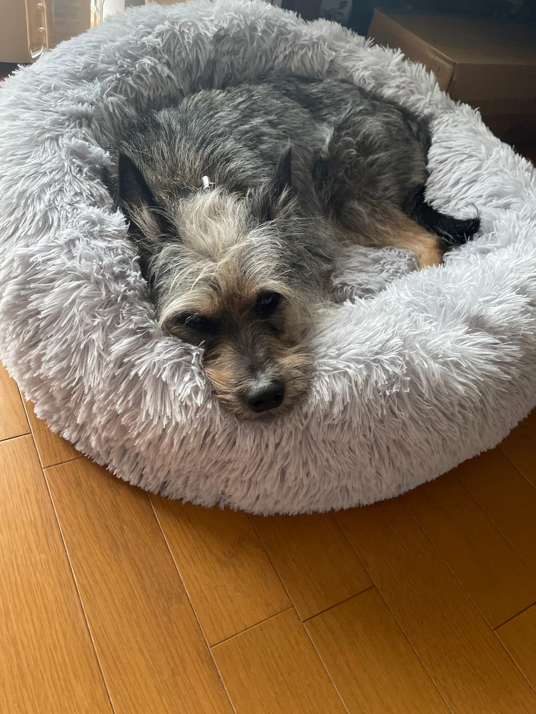 Customer photo review of 替えカバー（ペットが安らぐベッド専用）