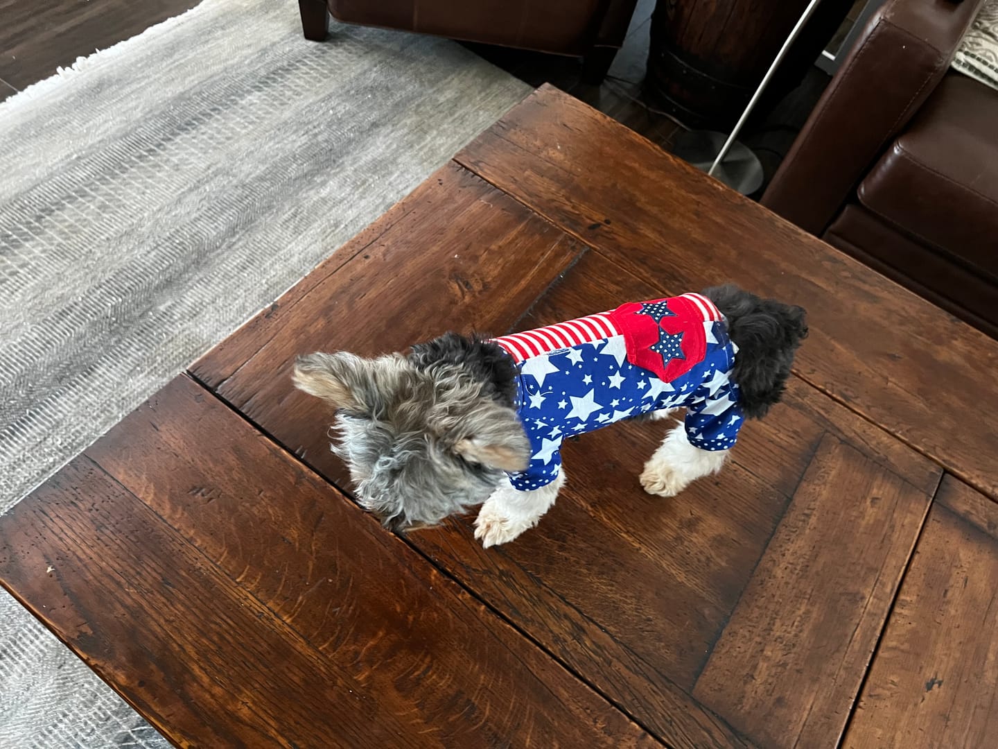 Customer photo review of Stars & Stripes Pet Pajama