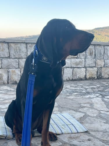 Customer photo review of 5cm Slip on Collar | Soft Padded & Reflective - Blue v2.0