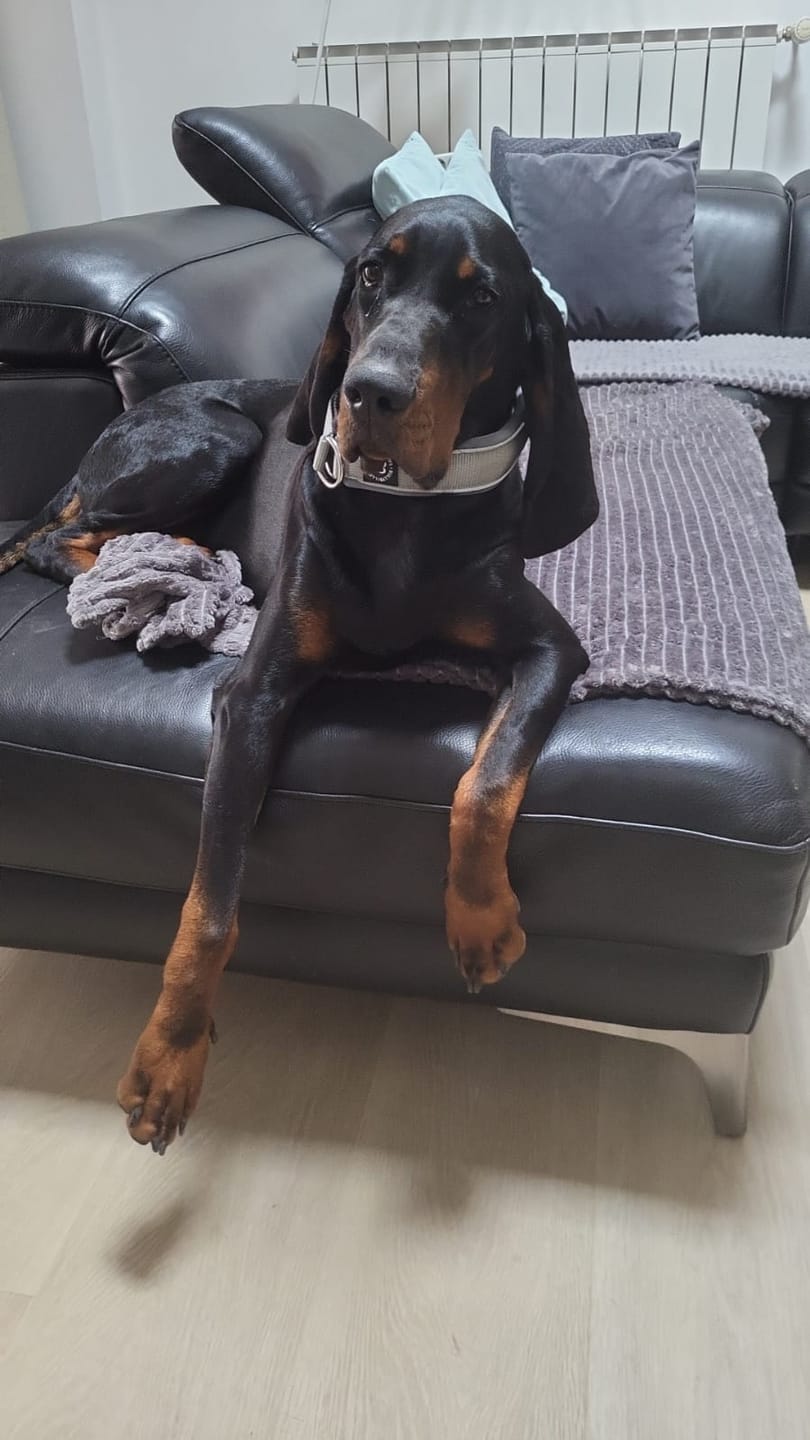 Customer photo review of 4cm Slip on Collar | Soft Padded & Reflective - Metal Grey v2.0