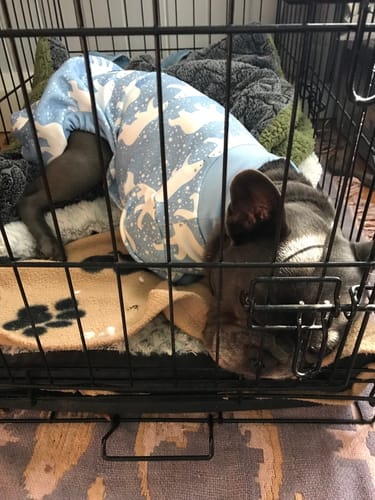 Customer photo review of Dog Pajama - Snowy Polar Bear