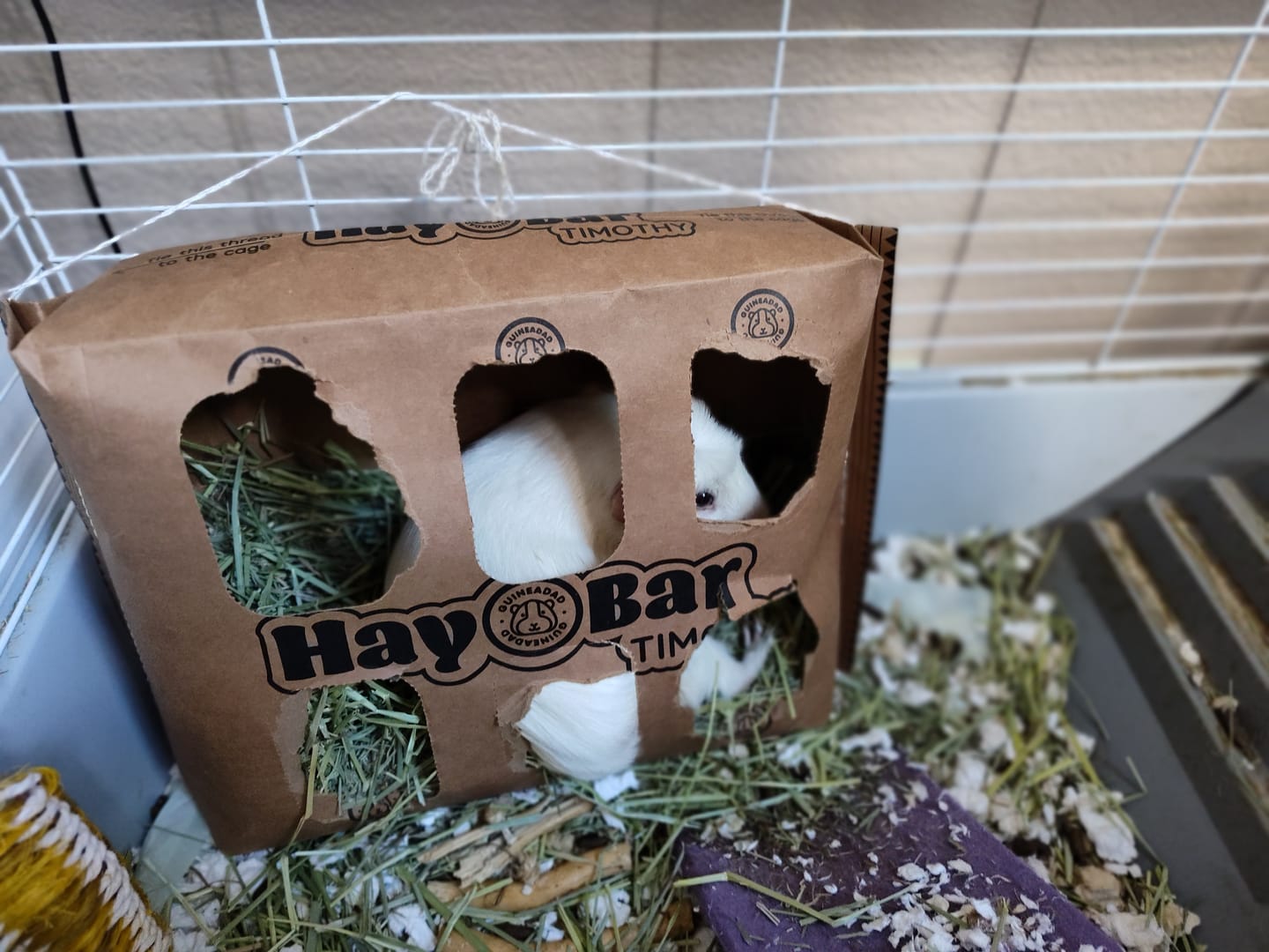 Customer photo review of Timothy Hay Bar for Guinea Pigs (5 Pack)