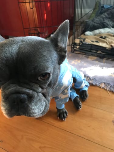 Customer photo review of Dog Pajama - Snowy Polar Bear