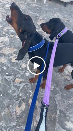 Customer video review of 1.2m Mini Combat Leash | Foam & Neoprene Lined with Soft Handle - Purple & Metal Grey