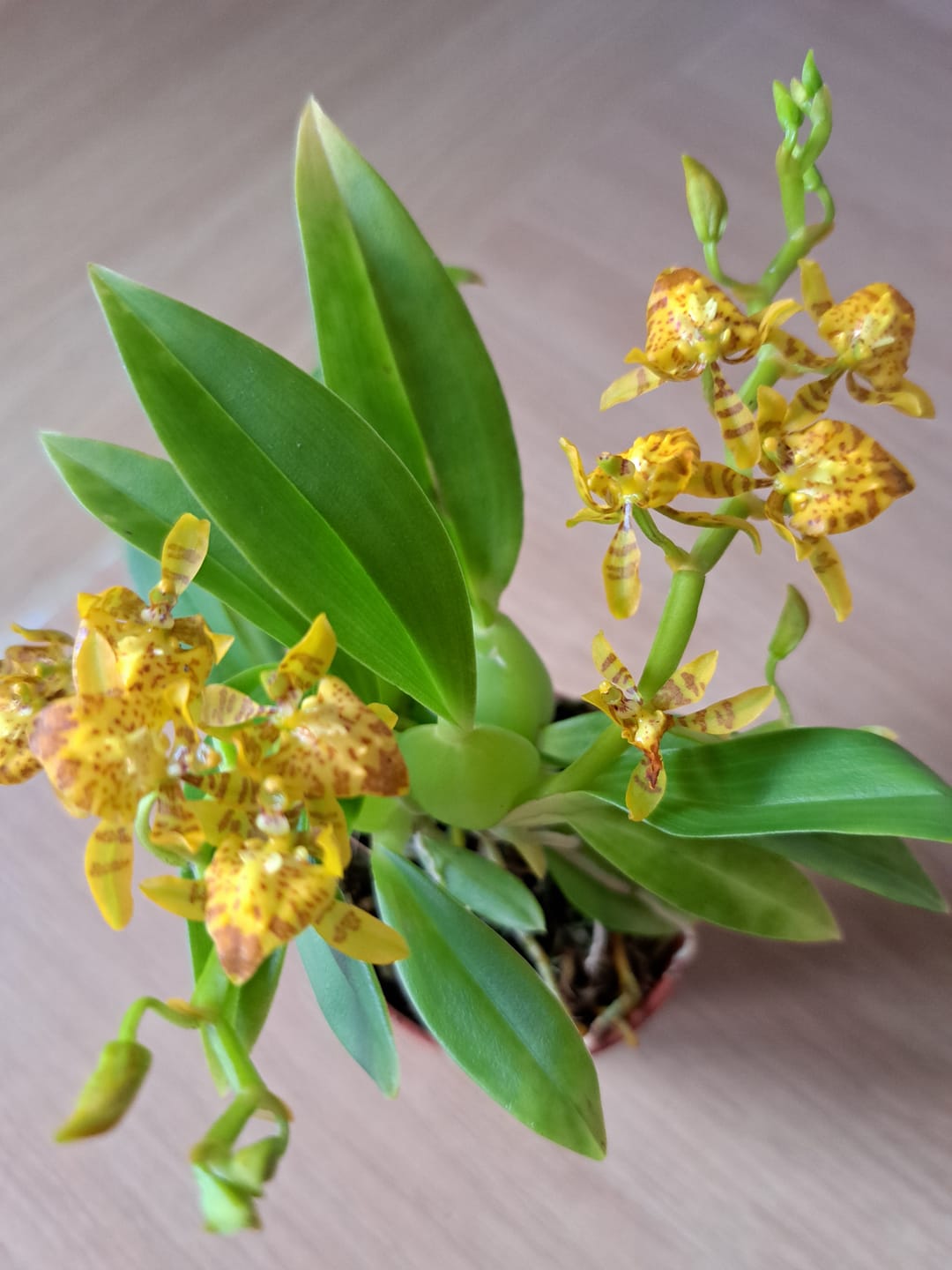 Customer photo review of Mini-Duft-Orchidee Cyrtochilum Meirax