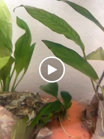 Customer video review of Anubias Barteri Coffeefolia