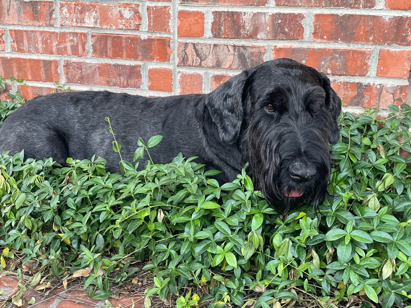 Customer photo review of WALK-EASY™ Extra Strength Natural Pain Relief for Dogs - Helps Dog Joint Pain, Arthritis, ACL, Limping and More