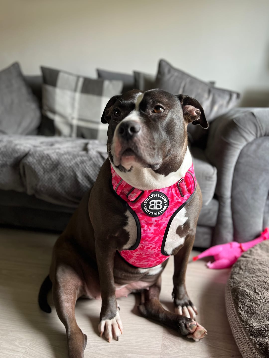 Customer photo review of Premium Comfort Harness | Non Restrictive & Adjustable - Bubblegum v2.0