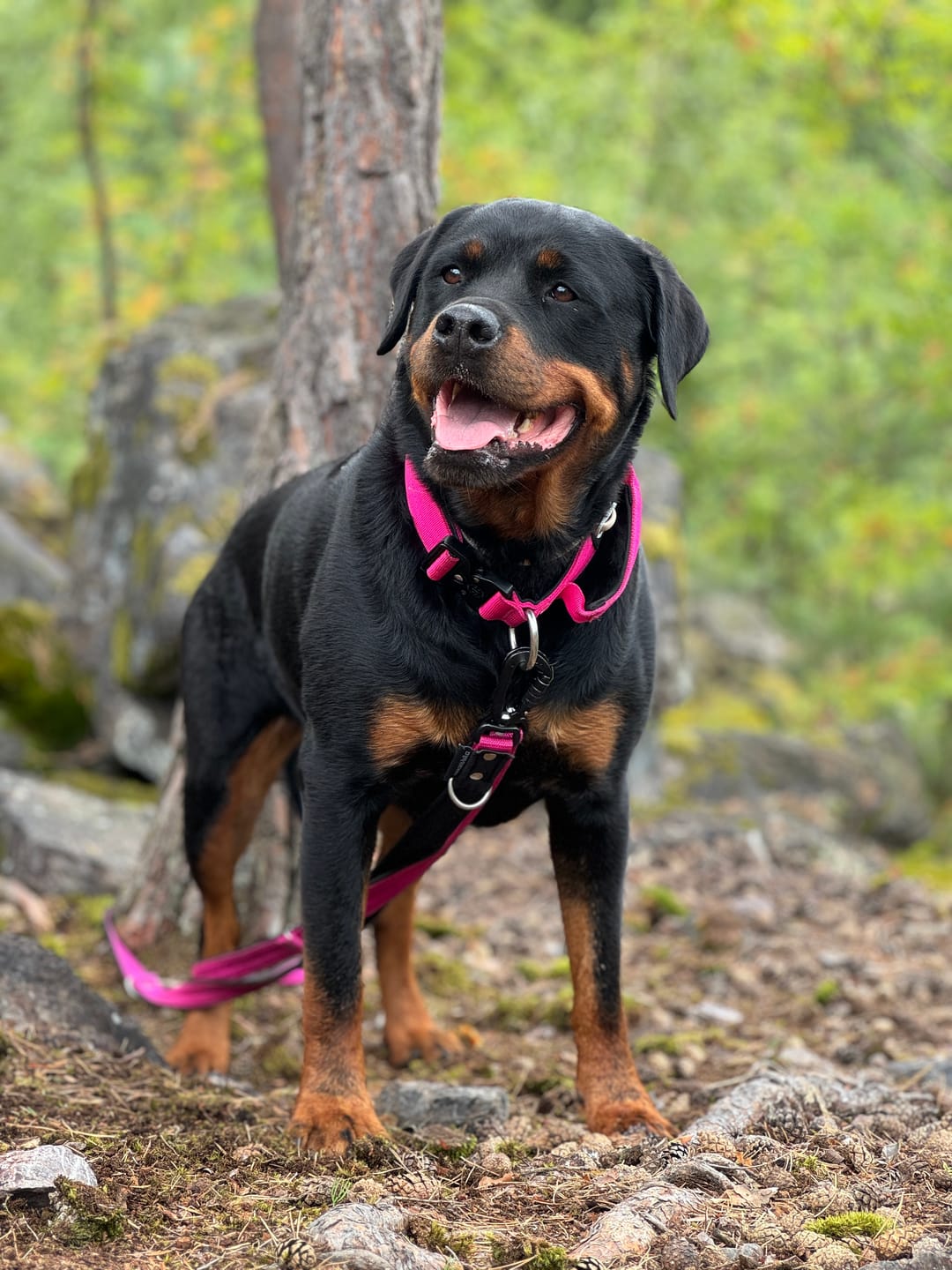 Customer photo review of 4cm Combat® Collar | With Handle & Rated Clip - Magenta v2.0