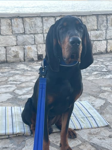 Customer photo review of 1.2m Mini Combat Leash | Foam & Neoprene Lined with Soft Handle - Blue
