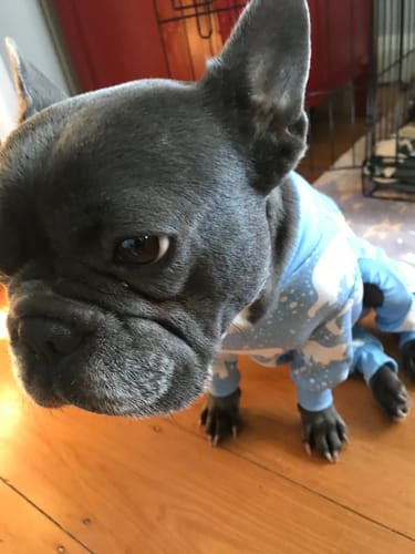 Customer photo review of Dog Pajama - Snowy Polar Bear