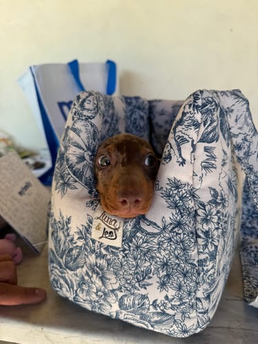 Customer photo review of Trasportino Cotone Toile De Jouy Bluette