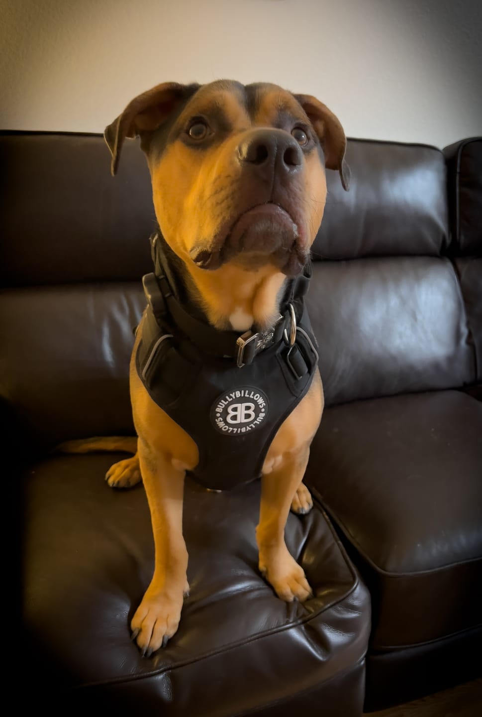 Customer photo review of Premium Comfort Harness | Non Restrictive & Adjustable - Black v2.0