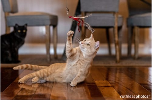 Customer photo review of 3 month supply - 5 Cats