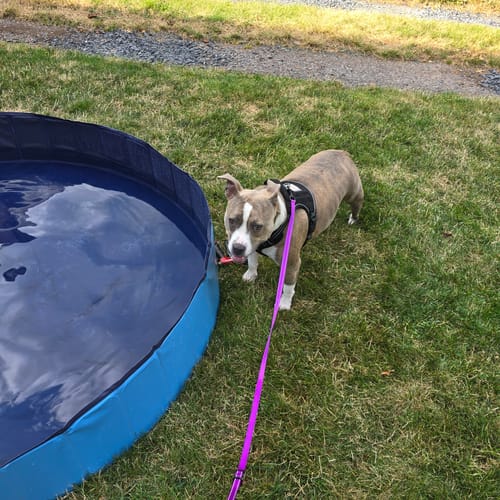 Customer photo review of NEW Pop-Up Foldable Outdoor Dog Bath & Swimming Pool With Side Drain (+FREE POOL COVER!)