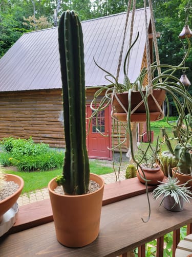 Customer photo review of San Pedro Cactus | Echinopsis (Trichocereus) pachanoi