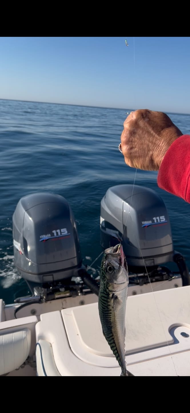 Customer photo review of RGF Pro Series Fluorocarbon Bait Rig
