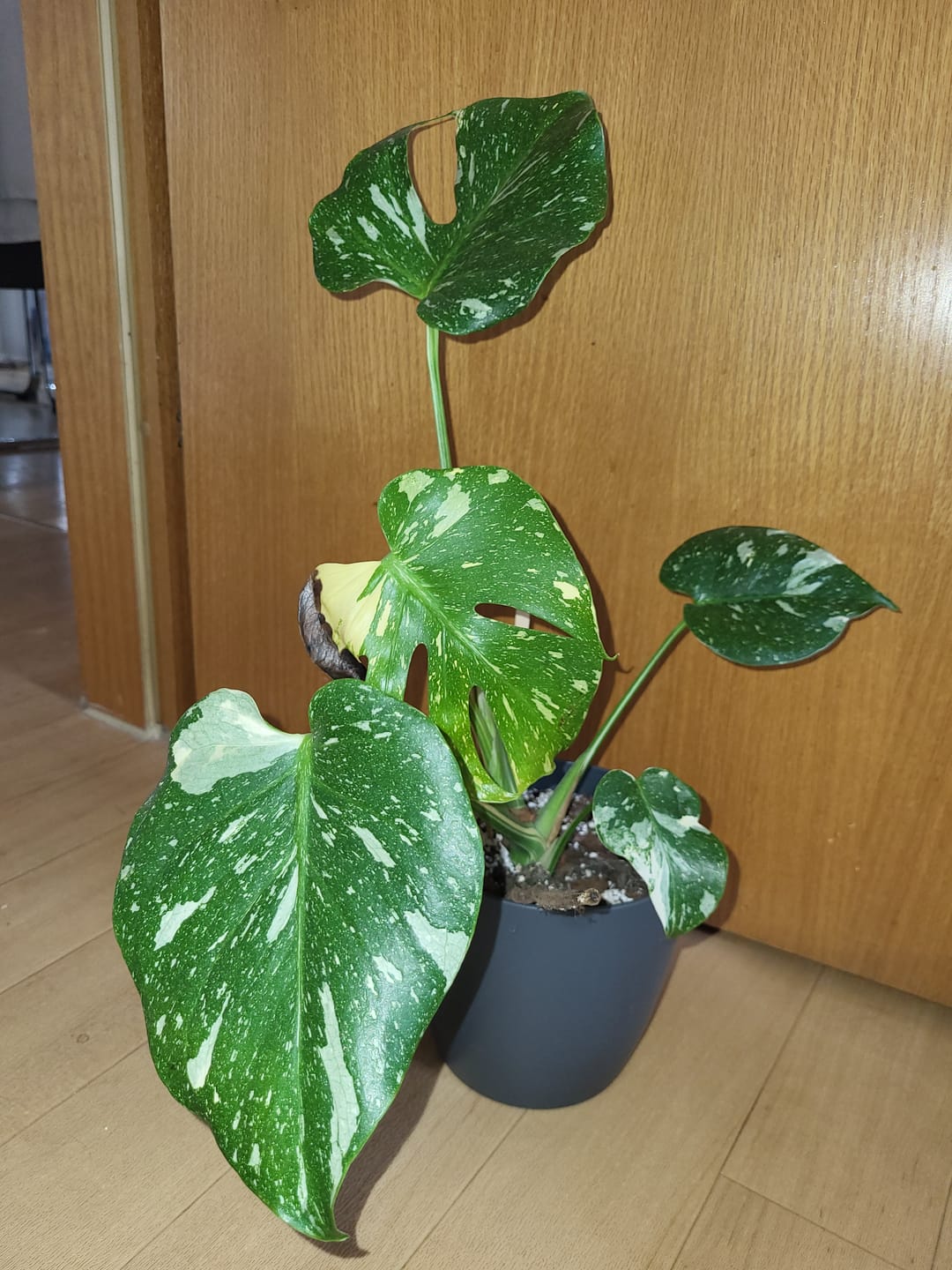 Customer photo review of MONSTERA THAI CONSTELLATION