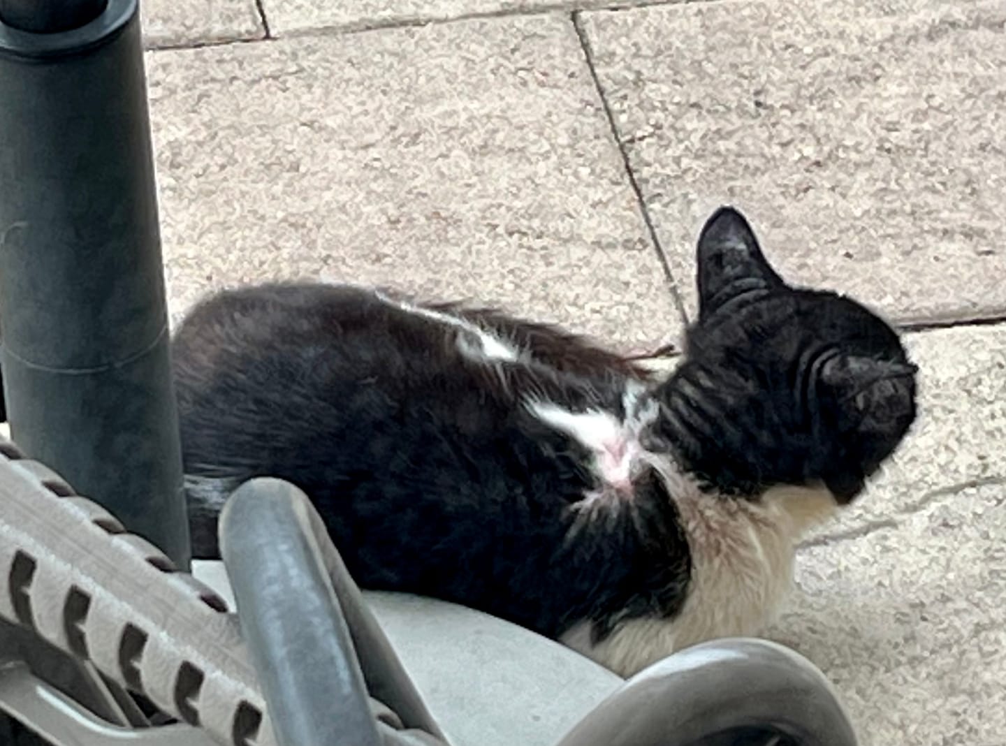 Customer photo review of Mange Treatment for Cats - Treats Feline Sarcoptic & Demodectic Mange, Scabies & Ear Mites