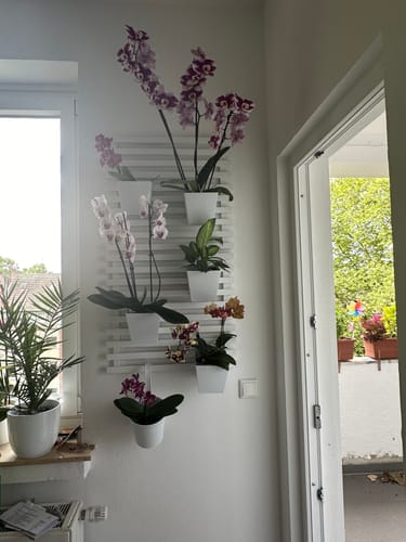 Customer photo review of Table Dance Orchideen Farbmix mit 1 Stiel im 6er Set