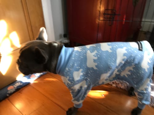Customer photo review of Dog Pajama - Snowy Polar Bear