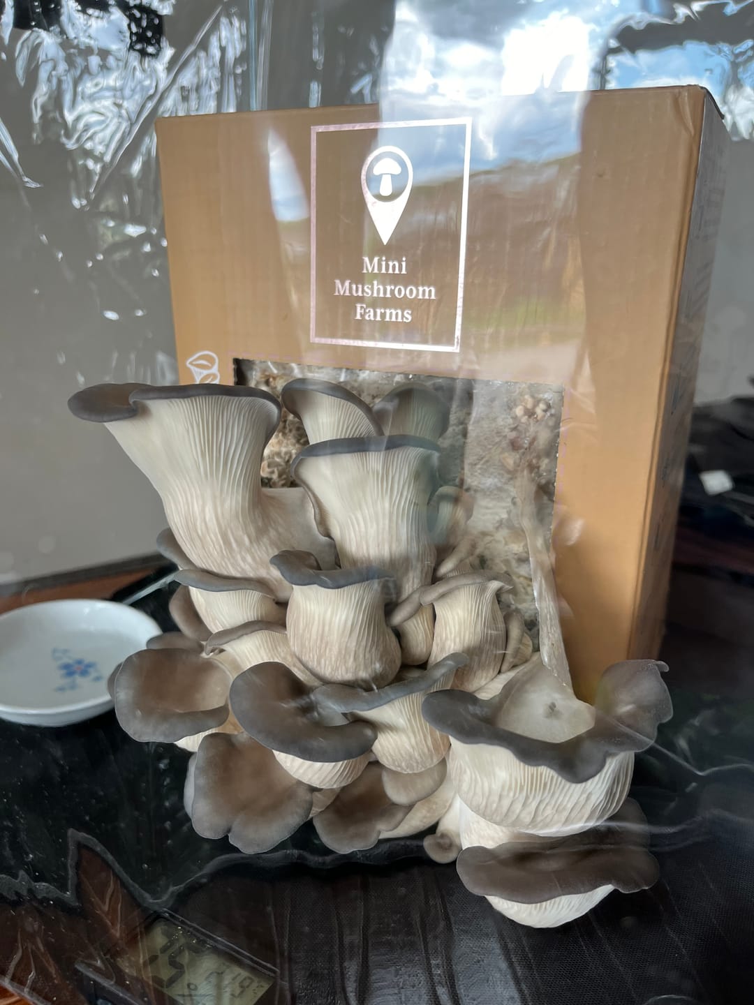 Customer photo review of Essentials Kit Gift Set + 1 Grow Kit ($85 Value)