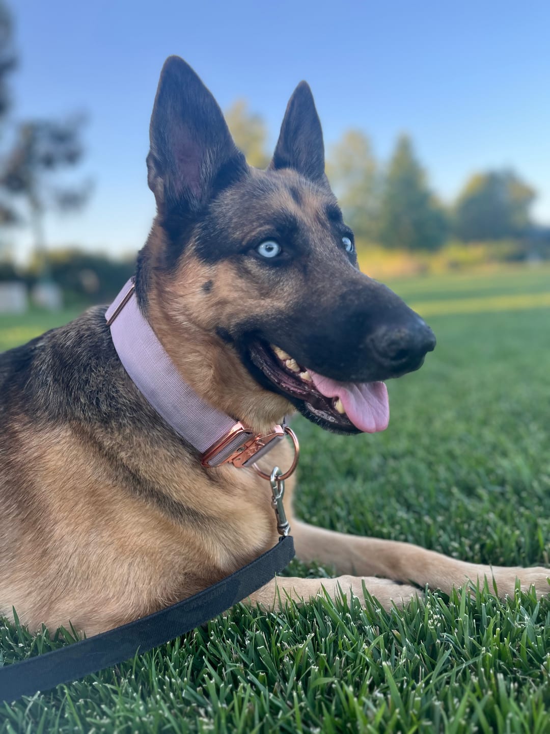 Customer photo review of 2" Tactik Dog Collar - Grape