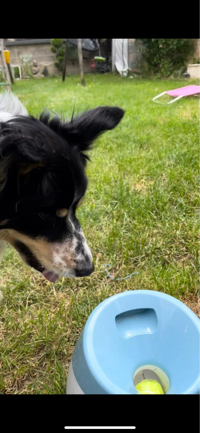 Customer photo review of Automatic Dog Ball Launcher