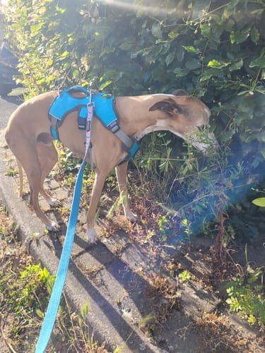 Customer photo review of Sighthound Escape Proof Harness
