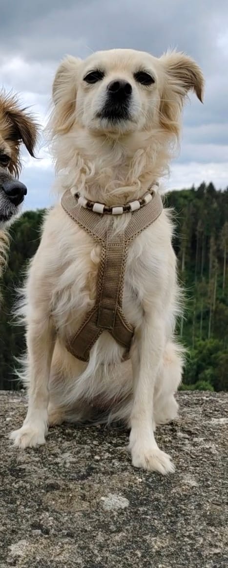 Customer photo review of Windhundgeschirr FUN Welpe/Windspiel "Golden Sand"