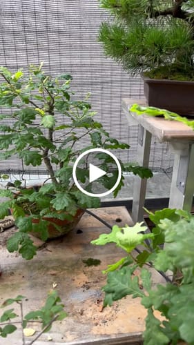 Customer video review of TOTAL FORCE CB® X3