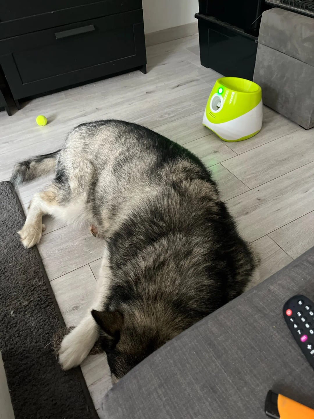 Customer photo review of Automatic Dog Ball Launcher