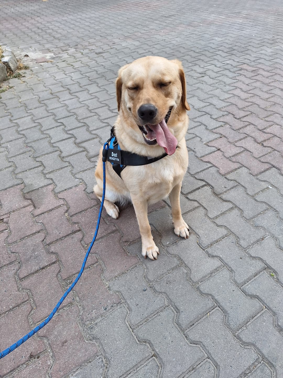 Customer photo review of MellowPurr Özelleştirilebilir No Pull Köpek Tasması