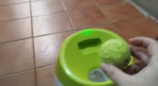 Customer photo review of Automatic Dog Ball Launcher