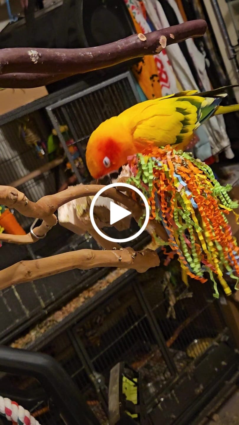 Customer video review of Yucca & Balsa Party - Regular