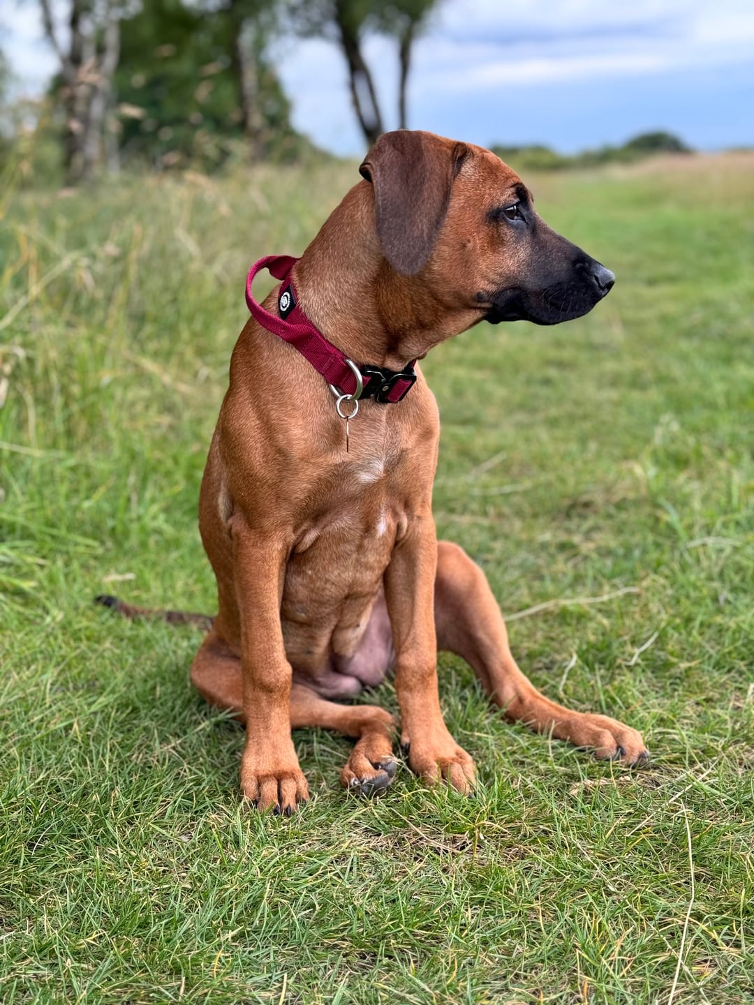Customer photo review of 2.5cm Combat® Collar | With Handle & Rated Clip - Burgundy v2.0