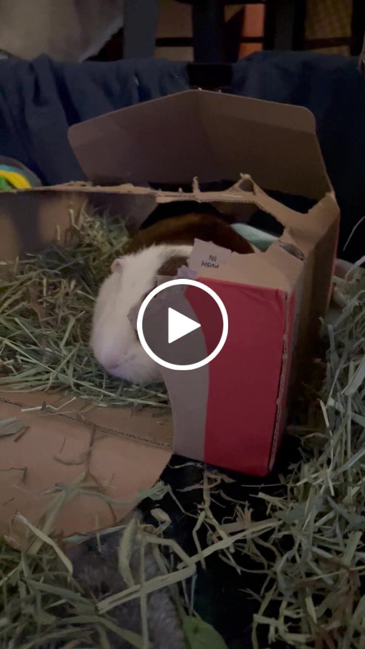 Customer video review of Subscription Timothy Hay Box for Guinea Pigs (3 Pack)