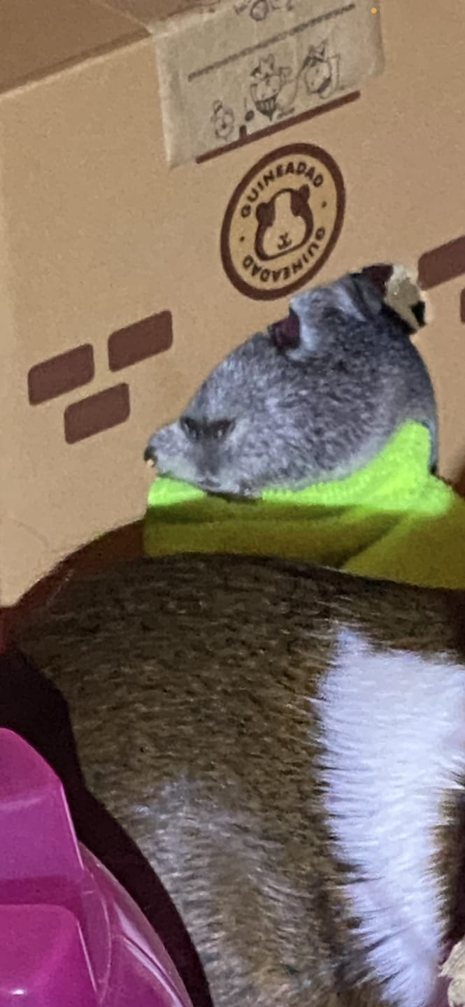 Customer photo review of Orchard Hay Box for Guinea Pigs (3 Pack)