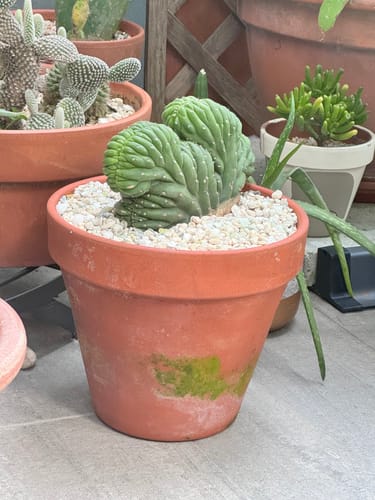 Customer photo review of Crested San Pedro Cactus | Trichocereus pachanoi cristata