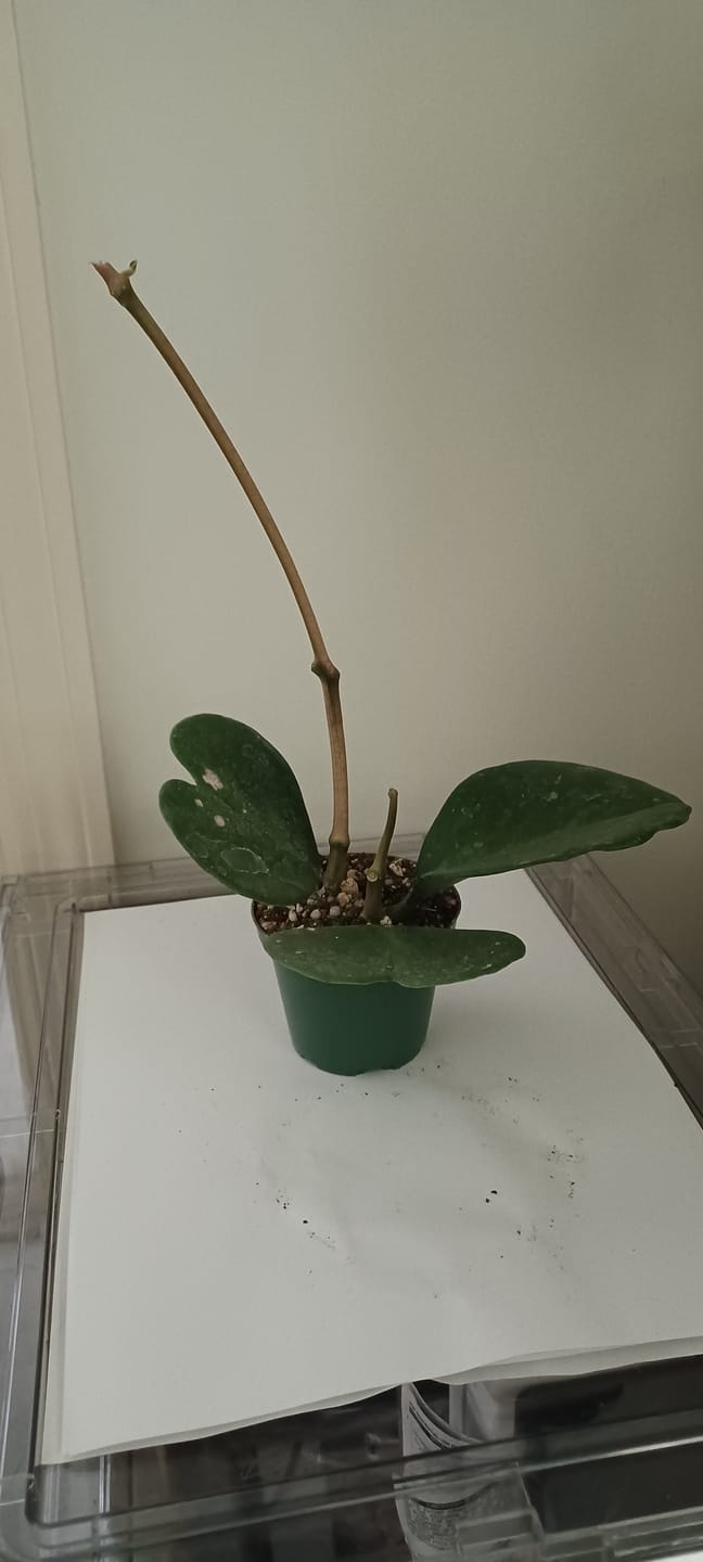 Customer photo review of Hoya kerrii
