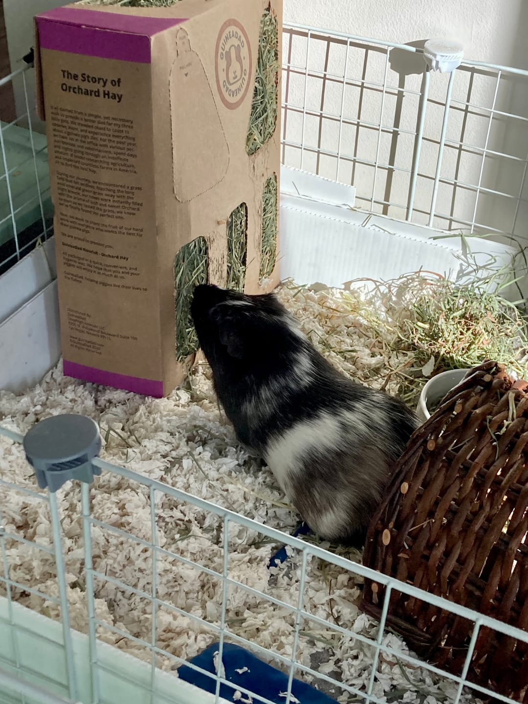 Customer photo review of Orchard Hay Box for Guinea Pigs (3 Pack)