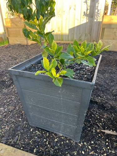 Customer photo review of Taper Square Planter 40cm