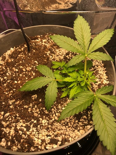 Customer photo review of Sticky Orange Bud 040 Autoflowering Samen – ab dem 01.04.2024 verfügbar