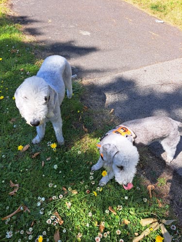 Customer photo review of Pooch's Handmade Dog Treats