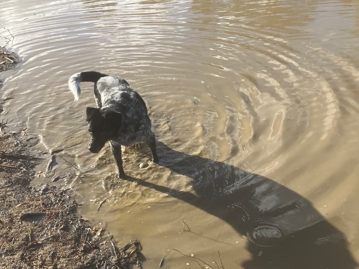 Customer photo review of Canine Joint Plus™️ 500g