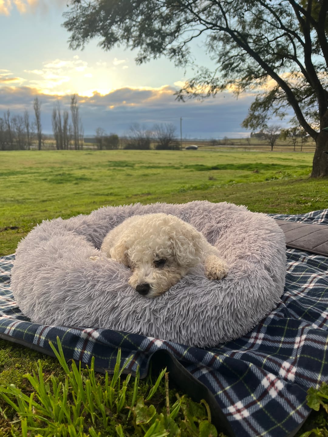 Customer photo review of Calming Dog Bed