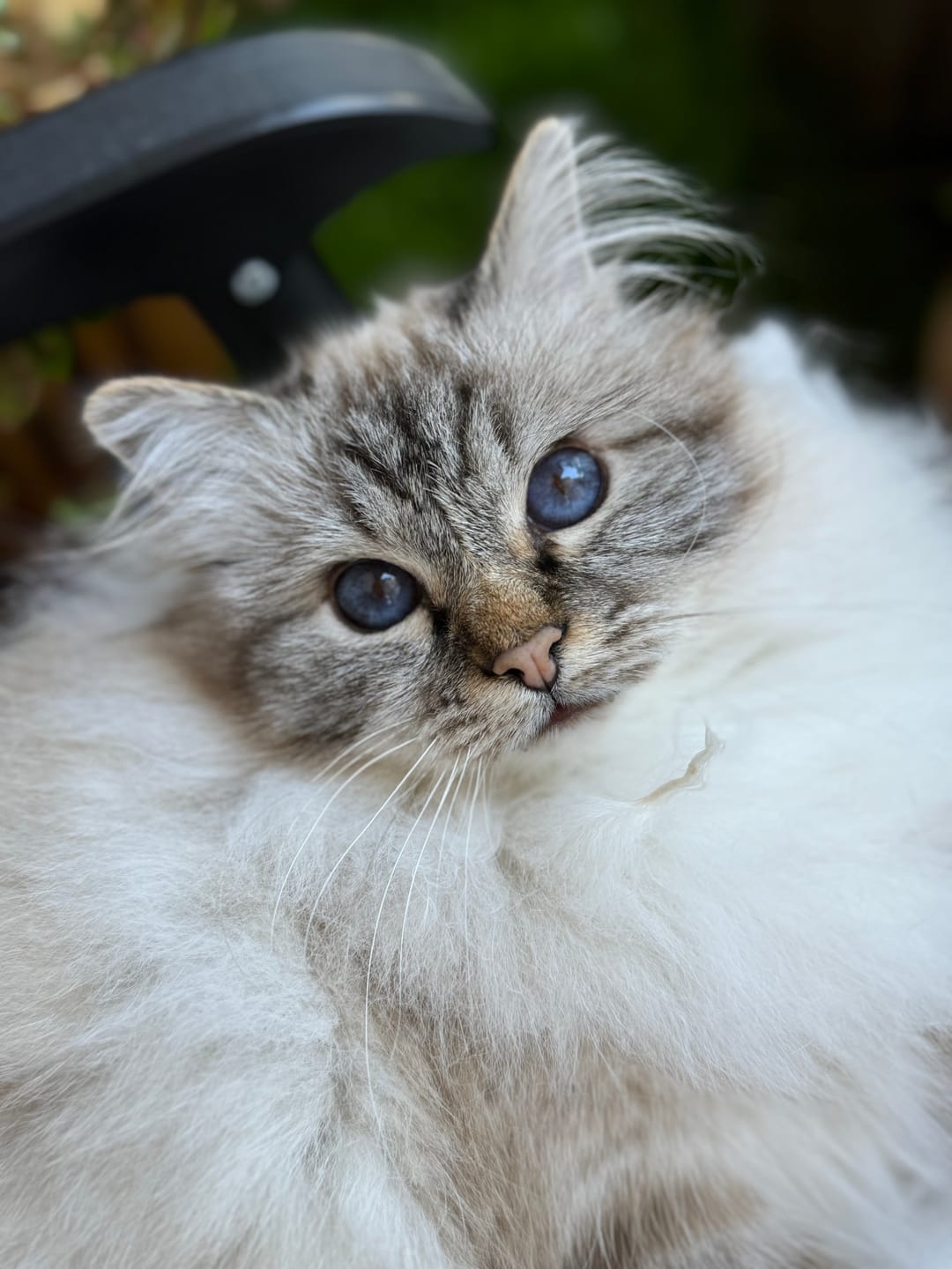 Customer photo review of Wurmtest Pro Katze