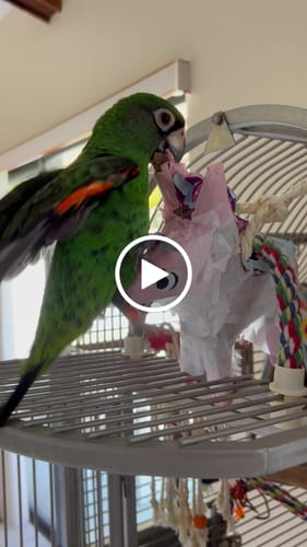 Customer video review of 2622 Foraging Unicorn Donkey Pinata