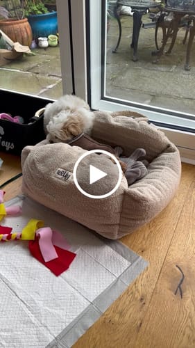 Customer video review of The Cosy Car Seat