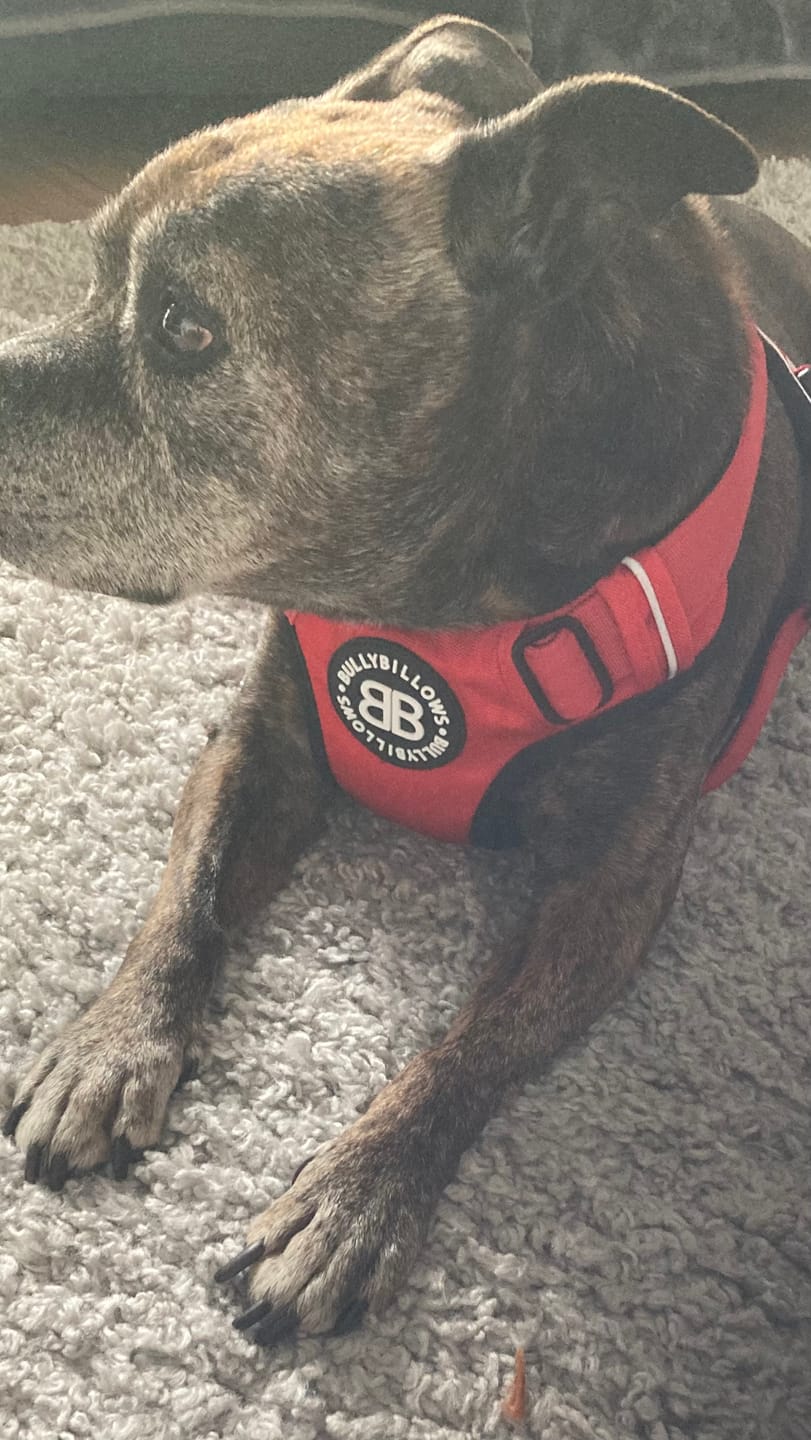 Customer photo review of Premium Comfort Harness | Non Restrictive & Adjustable - Red